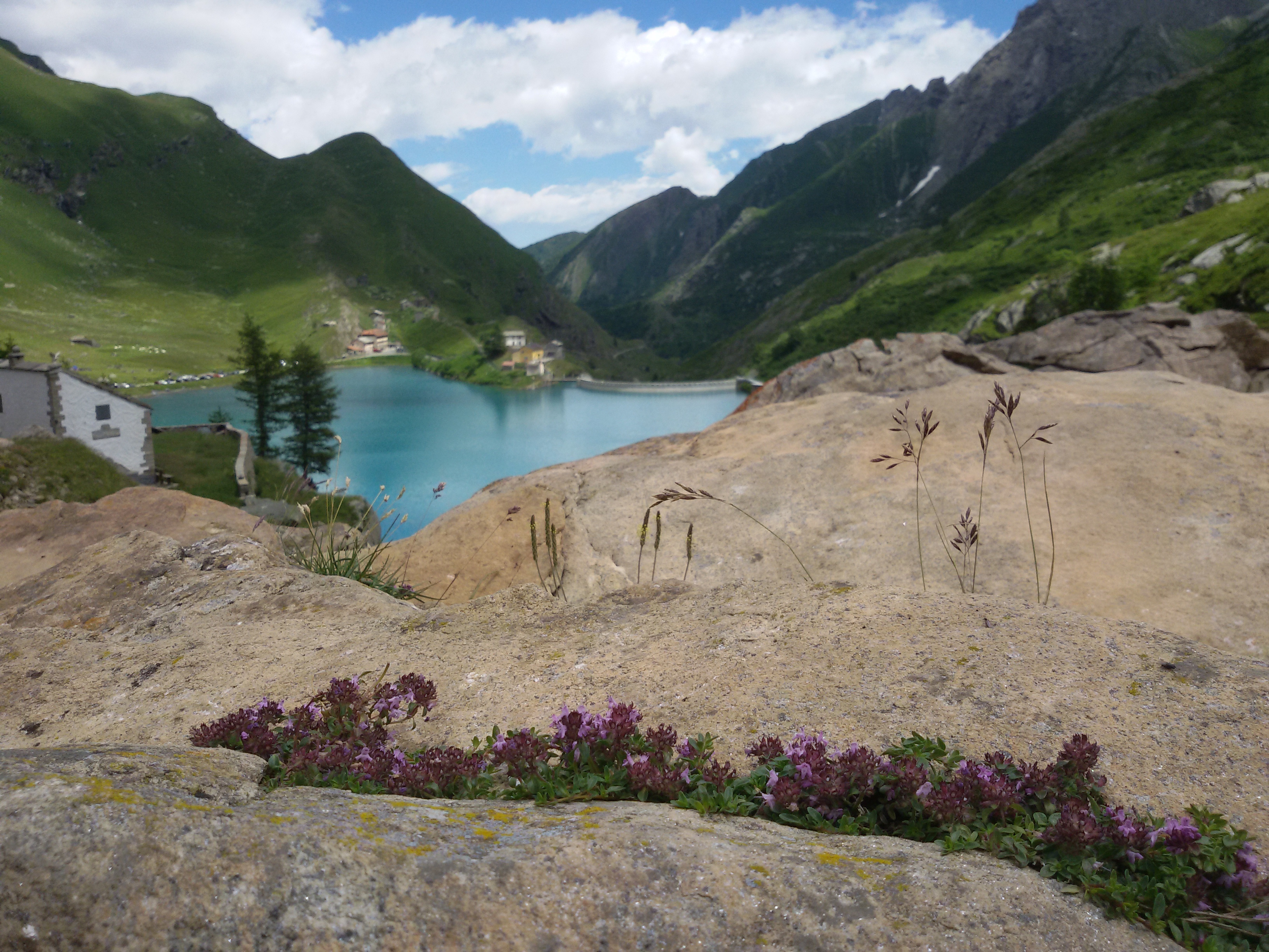 Il lago di Malciussia dall'alto con dei fiori alpini