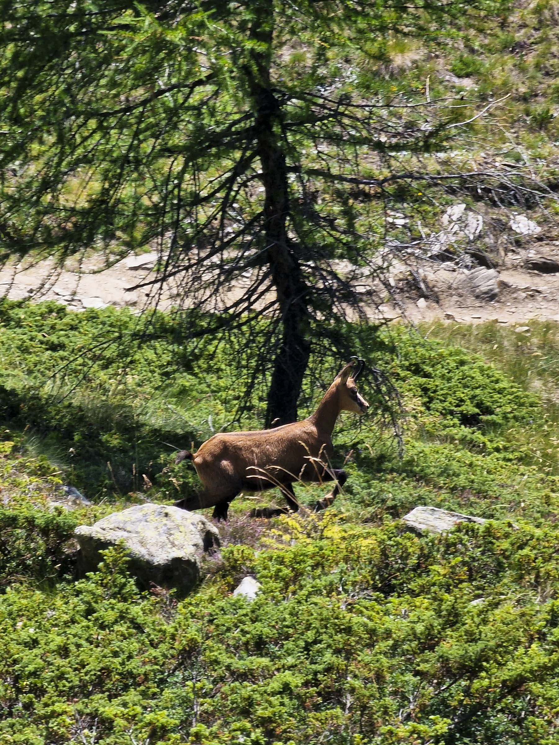 Escursioni Chamois